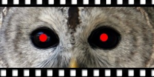 Killer-Owl1-300x150.jpg